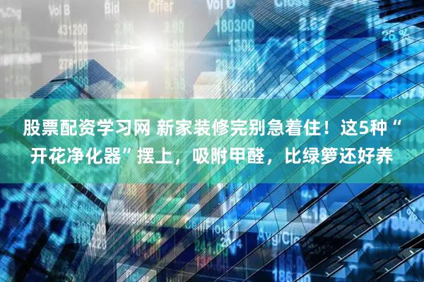 股票配资学习网 新家装修完别急着住！这5种“开花净化器”摆上，吸附甲醛，比绿箩还好养